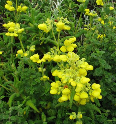 Calceolaria crenata, photographed by Todd Boland