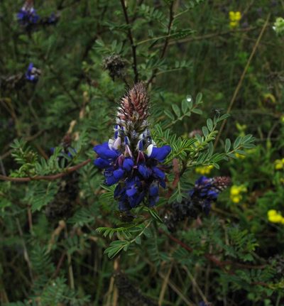 Dalea coerulea, photographed by Todd Boland