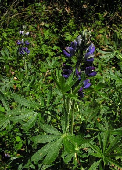 Lupinus pubescens, photographed by Todd Boland