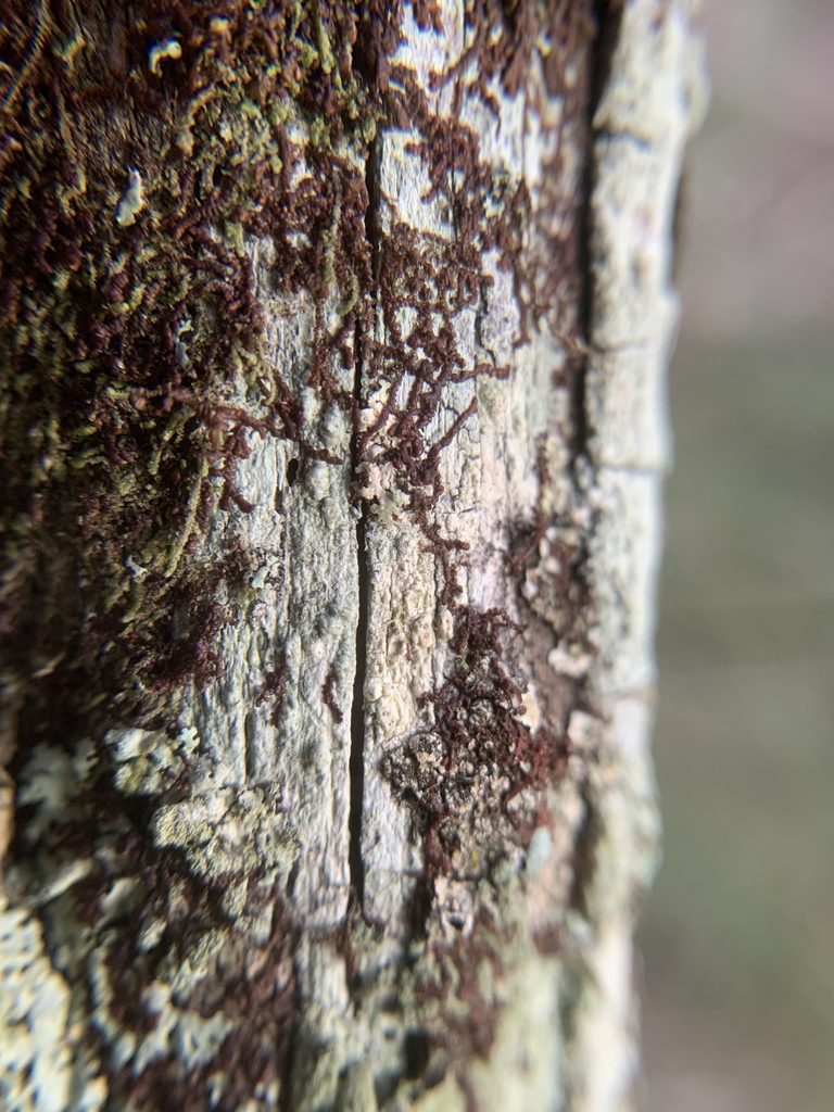 Frullania donnellii, photographed by Brandon Corder