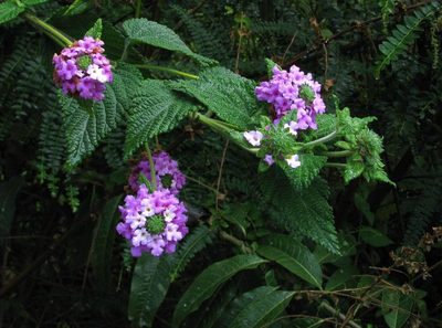 Lantana rugulosa, photographed by Todd Boland
