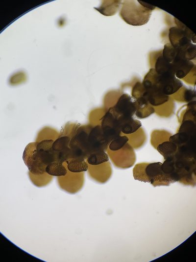 Frullania donnellii, photographed by Brandon Corder