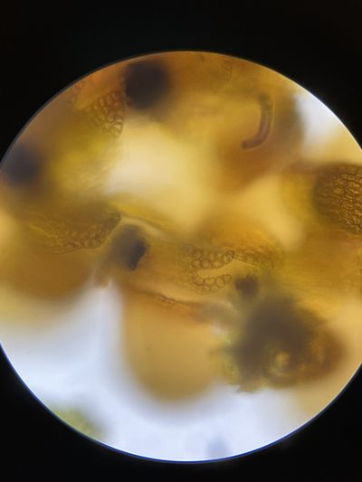 Frullania donnellii, photographed by Brandon Corder