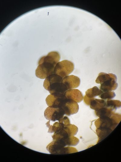 Frullania donnellii, photographed by Brandon Corder