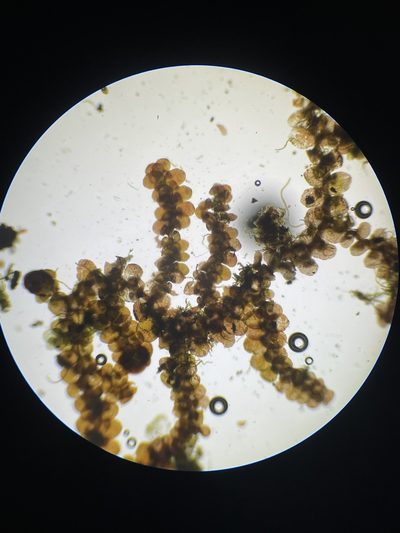 Frullania donnellii, photographed by Brandon Corder