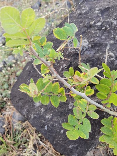 Bursera tomentosa, photographed by Eduardo Chacón Madrigal