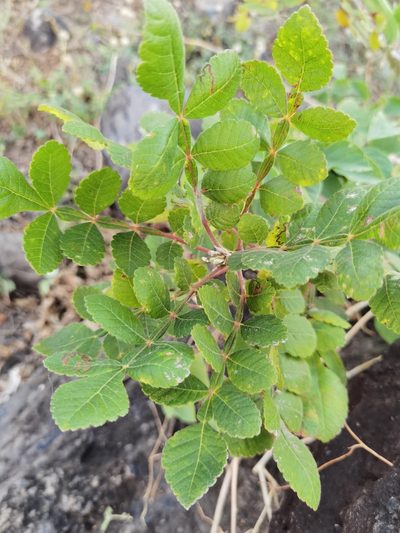 Bursera tomentosa, photographed by Eduardo Chacón Madrigal