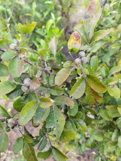 Trichilia trifolia, photographed by Eduardo Chacón Madrigal