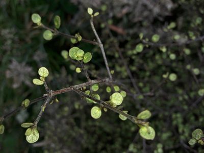 Coprosma tenuicaulis, photographed by naturewatchwidow