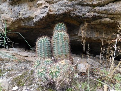 Echinocereus polyacanthus, photographed by Alejandro Sigala Chávez