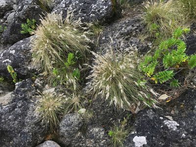 Rytidosperma setifolium, photographed by Pieter Pelser