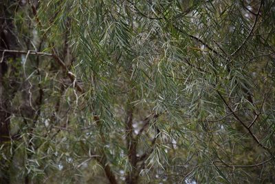 Acacia courtii, photographed by Thomas Mesaglio