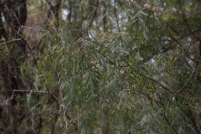 Acacia courtii, photographed by Thomas Mesaglio