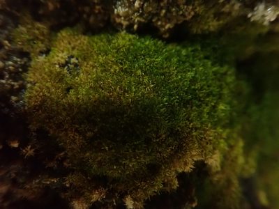 Eucladium verticillatum, photographed by Randal