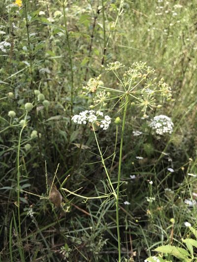 Ptilimnium costatum, photographed by Laura Clark