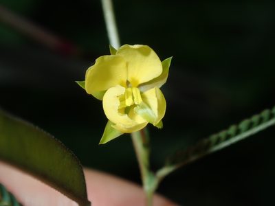 Chamaecrista nomame, photographed by Thomas Mesaglio