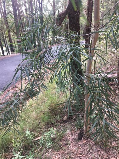 Acacia courtii, photographed by Thomas Mesaglio