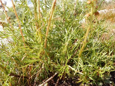 Artemisia norvegica, photographed by Matt Lavin