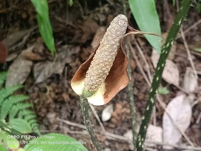 Cyrtosperma merkusii, photographed by Ong Jyh Seng