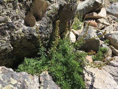 Artemisia michauxiana, photographed by Matt Lavin