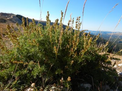 Artemisia michauxiana, photographed by Matt Lavin