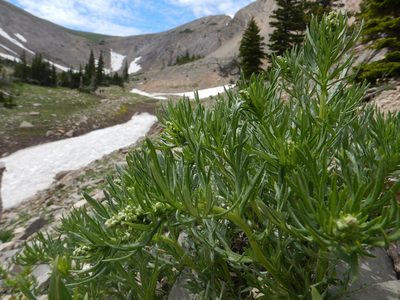 Artemisia michauxiana, photographed by Matt Lavin