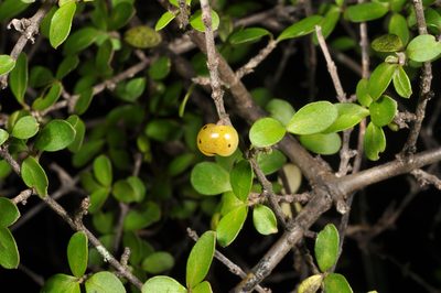 Coprosma ciliata