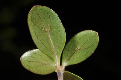 Coprosma ciliata, photographed by Pieter Pelser