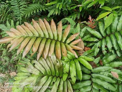 Blechnopsis finlaysoniana, photographed by Ong Jyh Seng