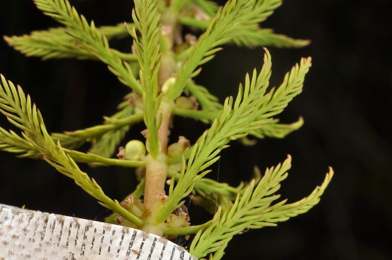 Myriophyllum robustum, photographed by Pieter Pelser