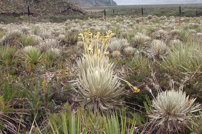 Espeletia killipii, photographed by Jairo Pinto