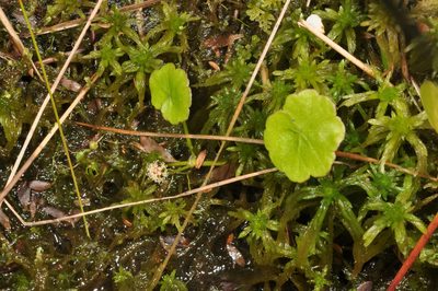 Hydrocotyle pterocarpa, photographed by Pieter Pelser