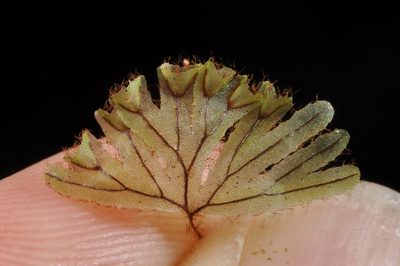 Hymenophyllum lyallii, photographed by Pieter Pelser