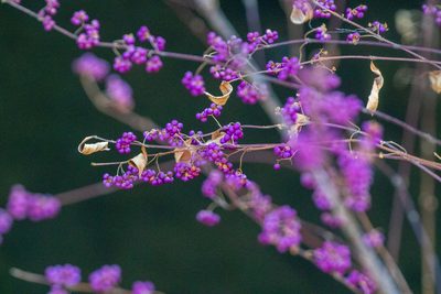 Callicarpa dichotoma, photographed by WATANABE Hitoshi 渡辺仁