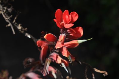 Castilleja irasuensis, photographed by Jake Rehage