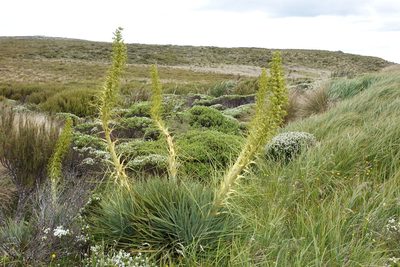 Aciphylla scott-thomsonii, photographed by John Barkla
