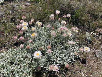 Leucochrysum alpinum, photographed by Geoff Shuetrim