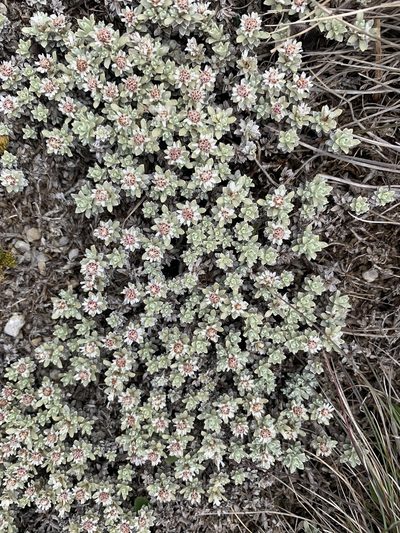 Ewartia nubigena, photographed by Geoff Shuetrim