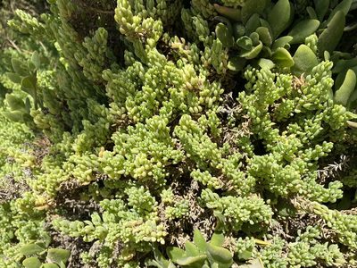 Threlkeldia diffusa, photographed by Andrew Allen