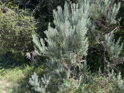 Olearia axillaris, photographed by Andrew Allen