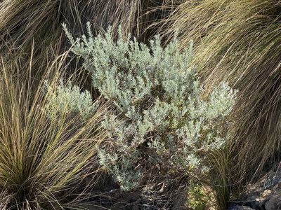 Olearia axillaris, photographed by Andrew Allen