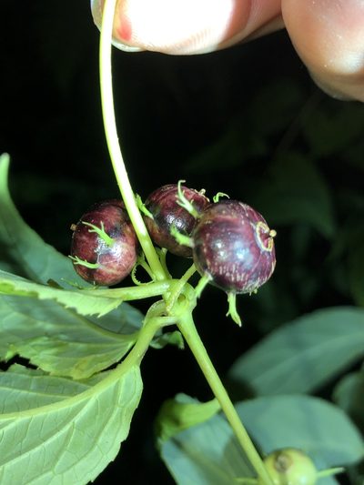Cyclocodon lancifolius, photographed by Takaaki Hattori