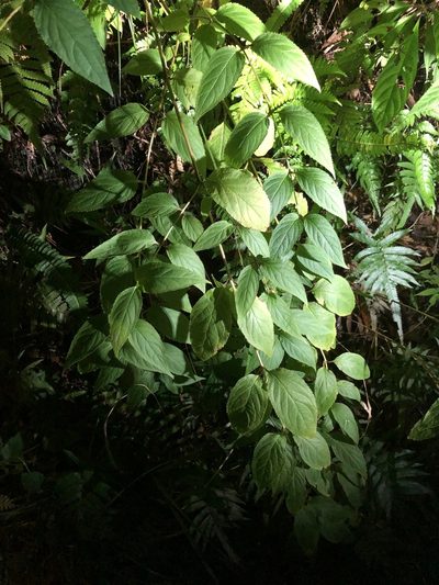 Cyclocodon lancifolius, photographed by Takaaki Hattori