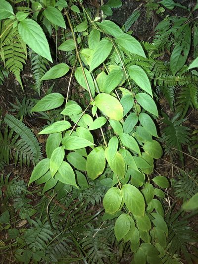 Cyclocodon lancifolius, photographed by Takaaki Hattori