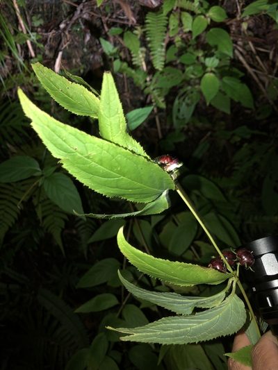 Cyclocodon lancifolius, photographed by Takaaki Hattori