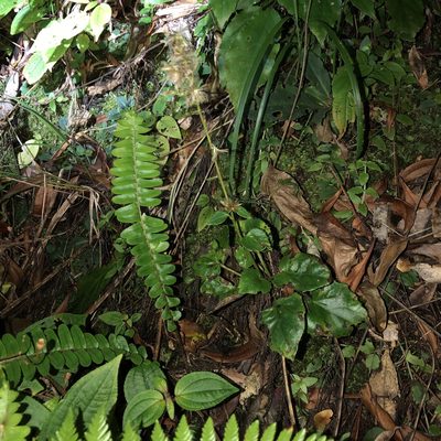 Ainsliaea macroclinidioides