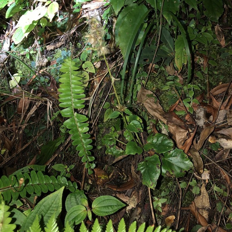 Ainsliaea macroclinidioides, photographed by Takaaki Hattori