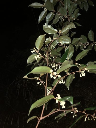 Elaeagnus glabra, photographed by Takaaki Hattori