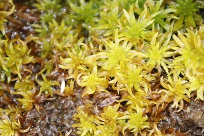 Sphagnum truncatum, photographed by Tony Rebelo