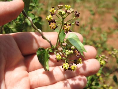 Cynanchum insipidum, photographed by Matthew Fainman